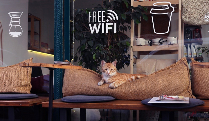 visit-a-cat-cafe